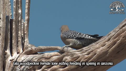 Gila woodpecker female lone eating feeding in spring in arizona