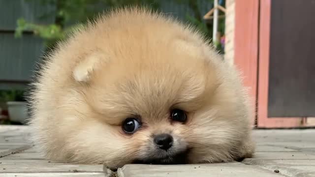 cute baby dog