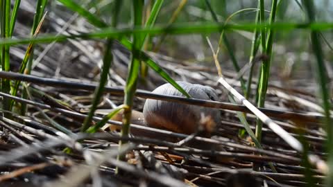 Snail moving through grass