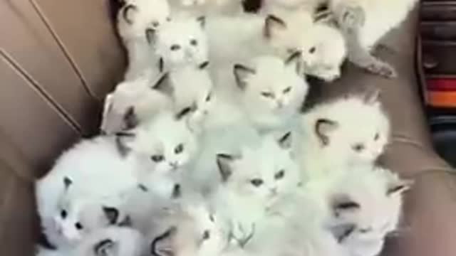 Cute cats...#cat #fun