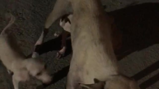 Abounded mother feeding to her puppies and seek help desperately