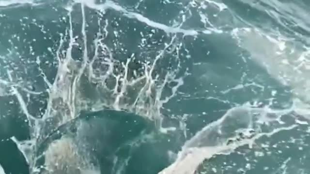 Fish jumped