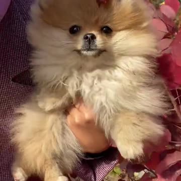 Wow so Beautiful pets|Beautiful 🐕 Cute Dog 🐶|Cute Pats