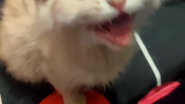very cute and funny animals prank videos ty not to laugh