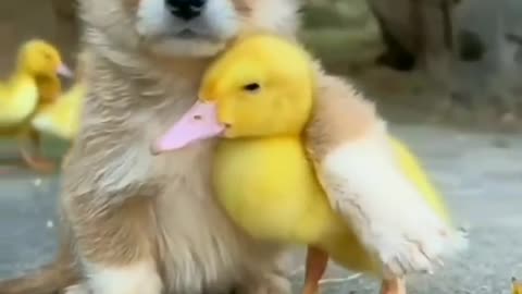 Cute love between puppy and cat - amazing cute animal videos