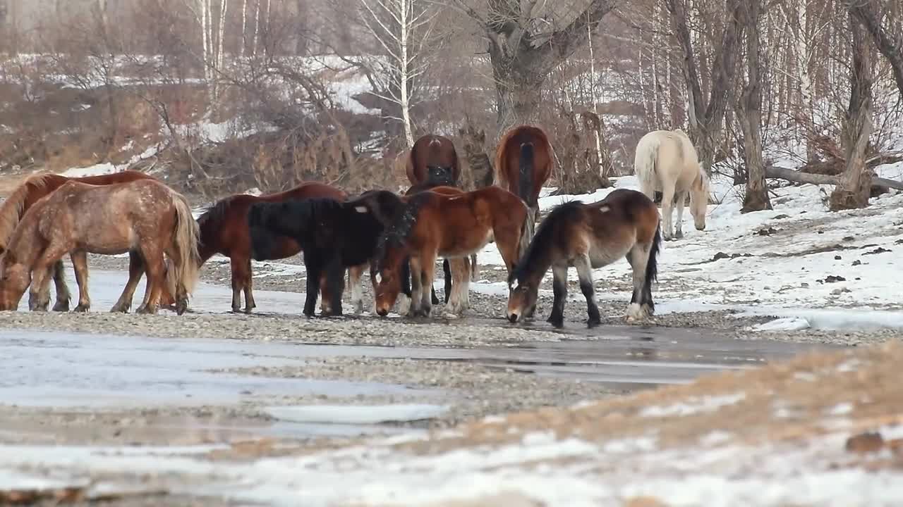 Grazing in ice is dangerous for your horse