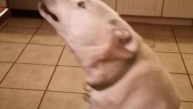 Talkingfunny Dog Engages In Hilarious Conversation
