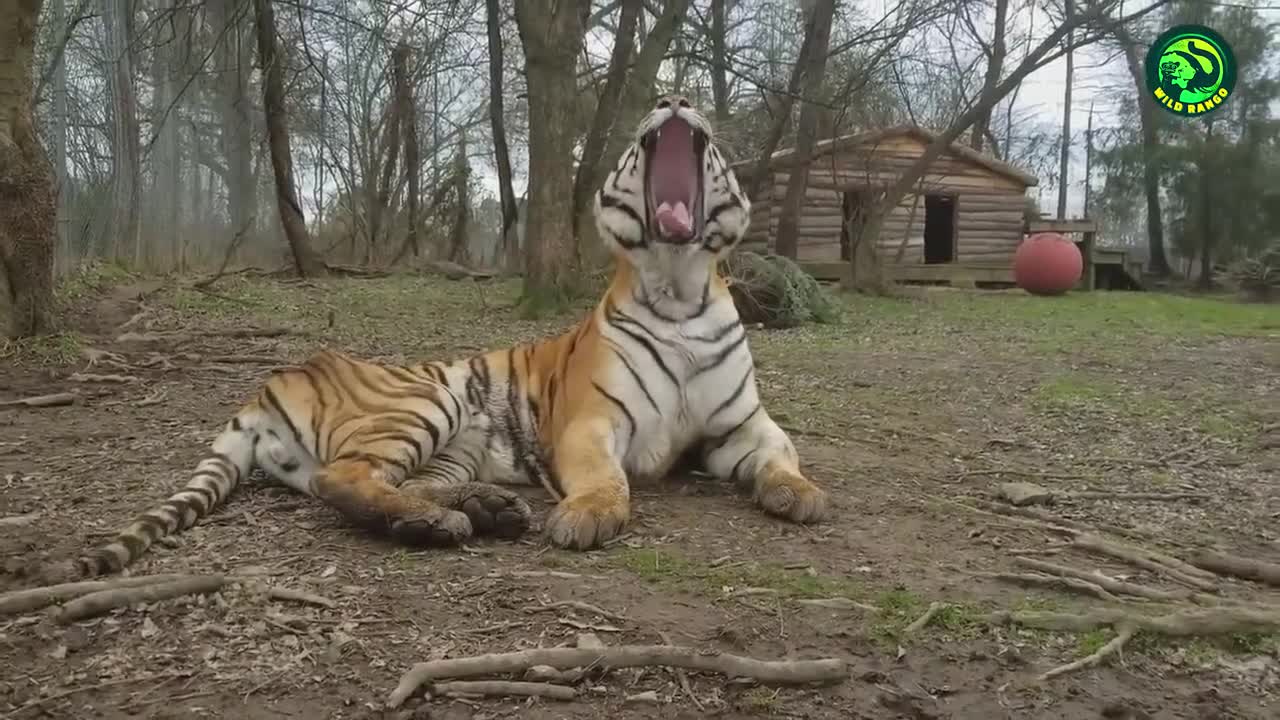 13 Deadliest Tiger Attacks Caught on Camera