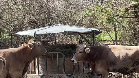 Animals. Cows in Spain