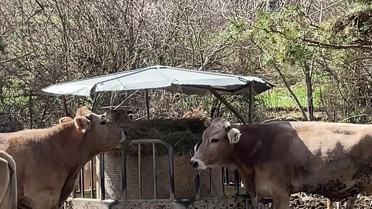 Animals. Cows in Spain