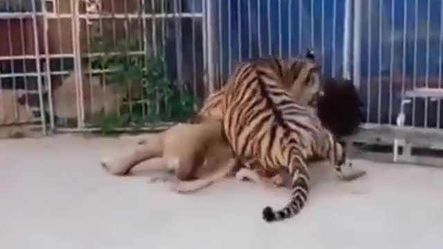 Lion vs Tiger (Real footage of fights)