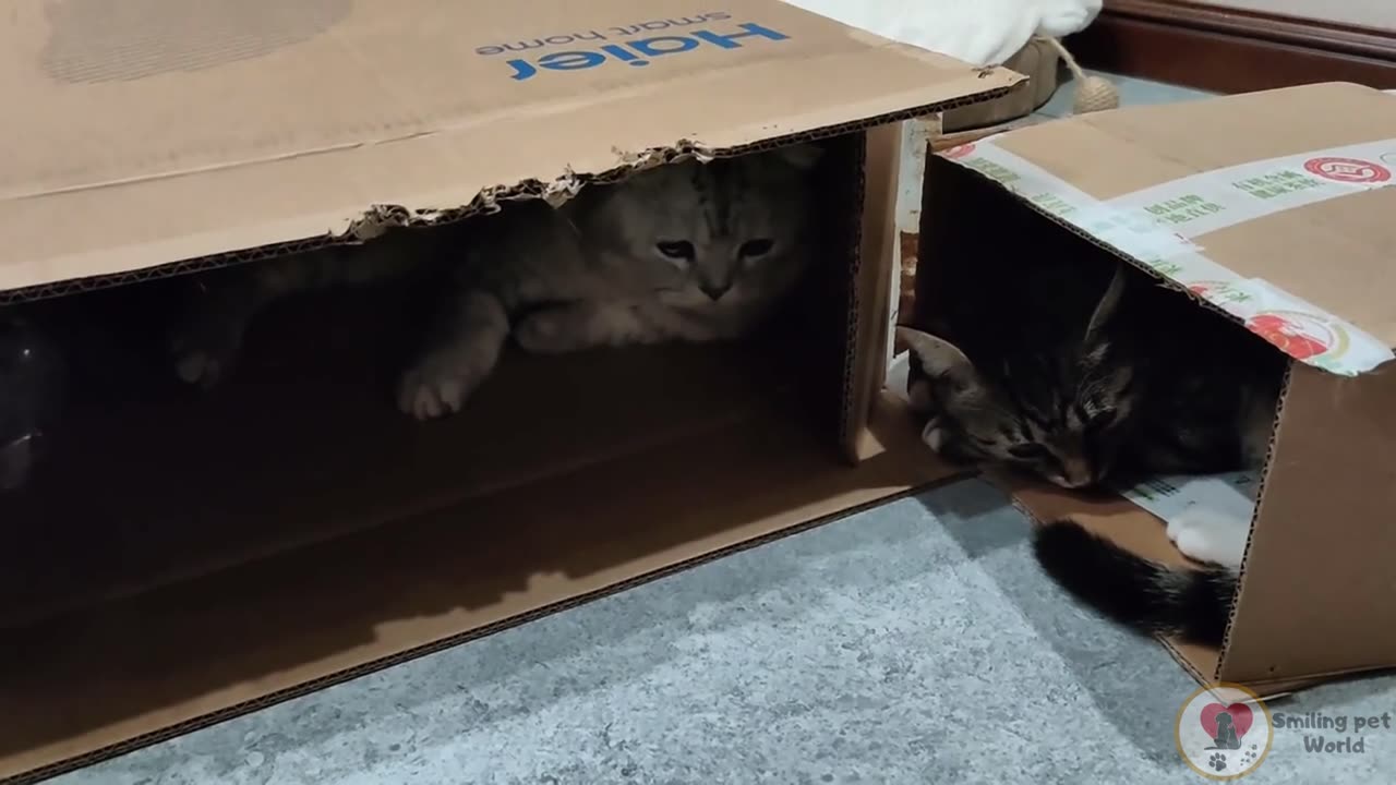 Cute Cats Going Crazy for Cardboard Boxes! 😻📦