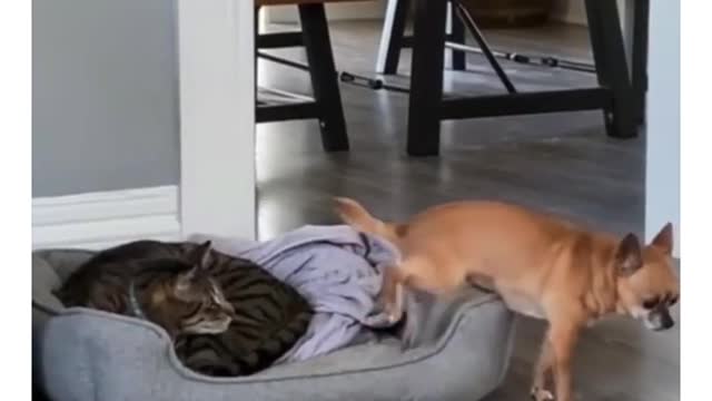 Cat vs dog