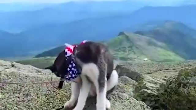 Funny and cute dogs