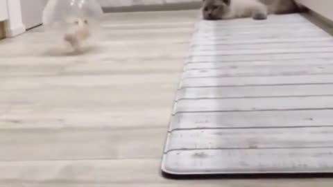 Cat and rat