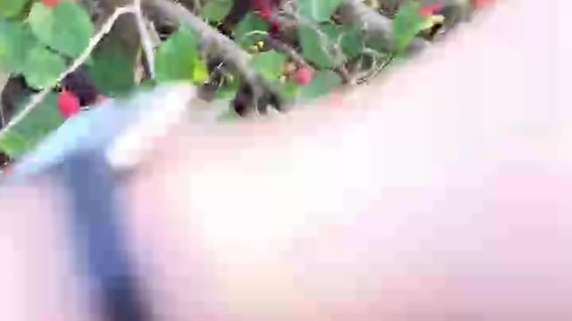 Mulberry picking