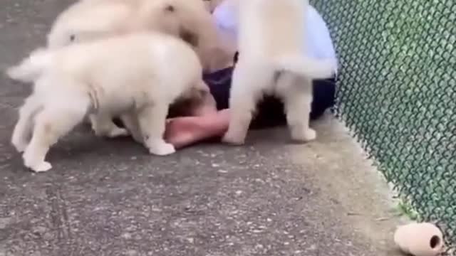 funny cute pet (60)