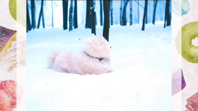 Doggy is enjoying in snow 😘