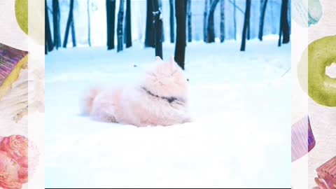 Doggy is enjoying in snow 😘