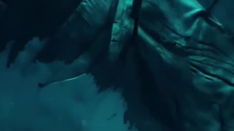 the creature is hungry - The Shallows