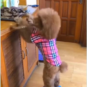 Mother's Love | Cute Dog | Nice Video