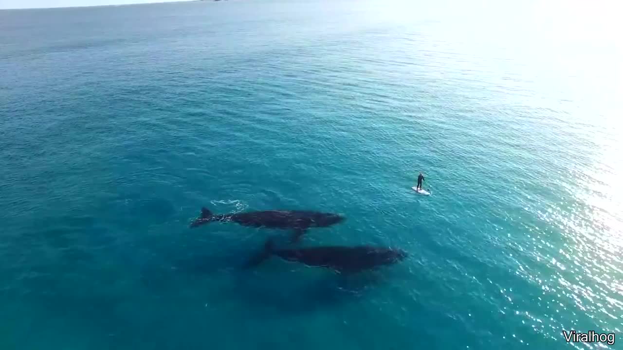 2 Whales Follow A Surfer