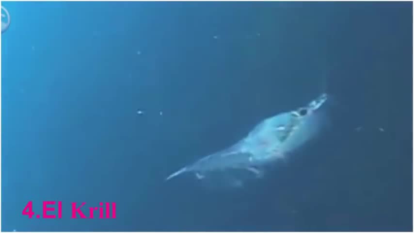 Animales que brillan en la oscuridad