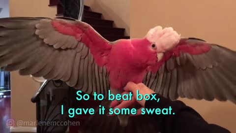 Pissed off Cockatoo Holds Owners Donuts HOSTAGE! | *SUBTITLED* COCKATOO TANTRUM!