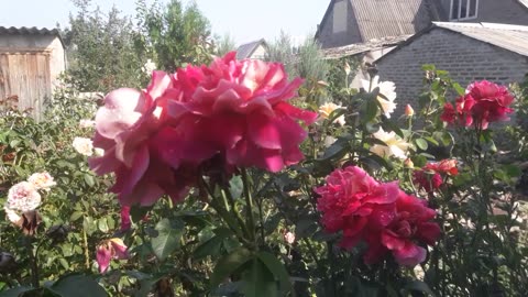 Roses after the rain