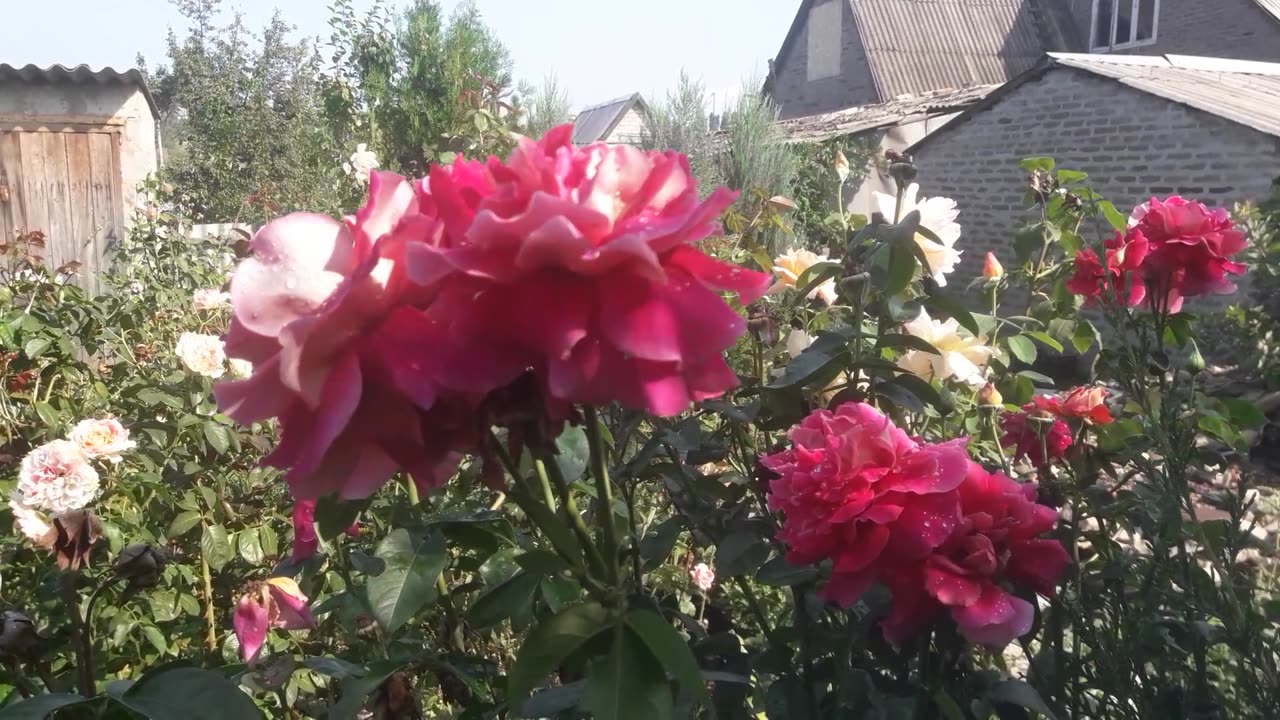 Roses after the rain