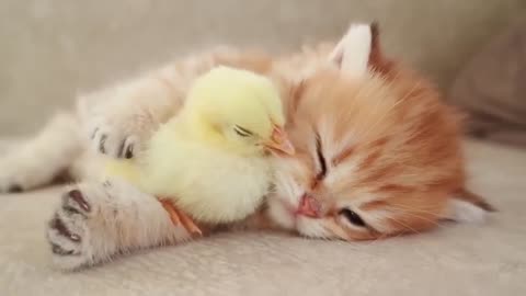 Chicken kitten becomes a friend