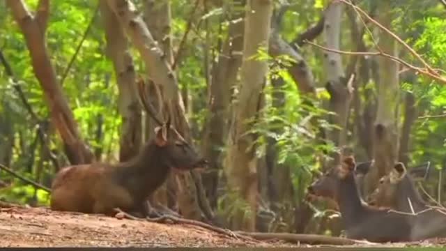 Cute animal 5: Sika Deer fighting horn