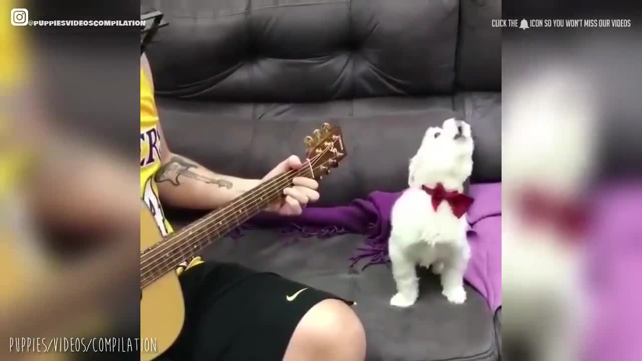 Best Song Ever - The Singing Dog