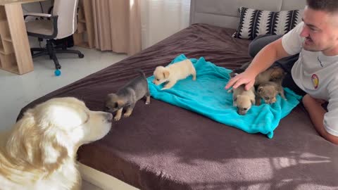 Golden Retriever Meets Puppies