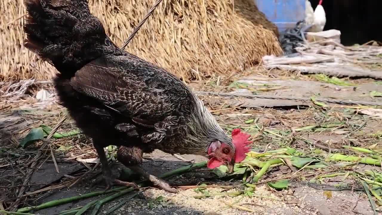 Chickens eat and play in the field