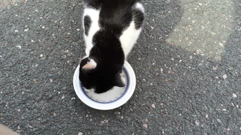 Beautiful cat enjoys food that she eats viciously