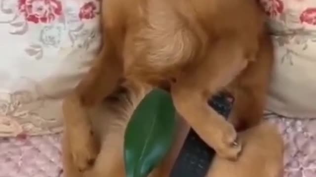 The Best,Smart, Cute and Funny Animals Video