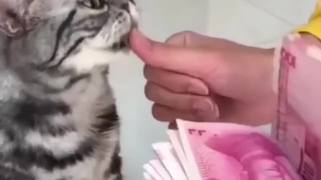 CUTE AND FUNNY CAT TRY NOT TO LAUGH