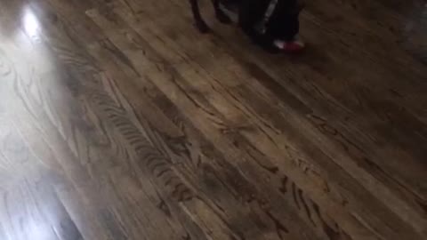 Black dog fetching toy and tries to jump on sofa and falls