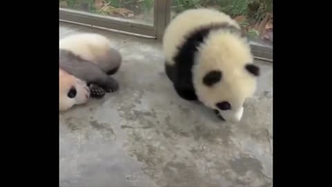 Giant panda cubs