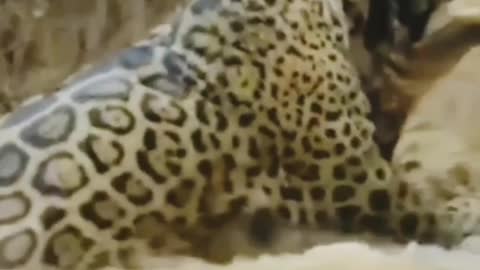 Do you know who will win when playing with a tiger and a crocodile?