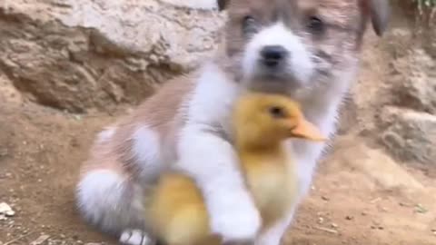 Funny animal videosCute animal videos Funny dog&cat videosHilarious pet videosfunny video