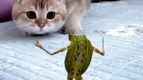 😂دوبله طنز قورباغه و گربه