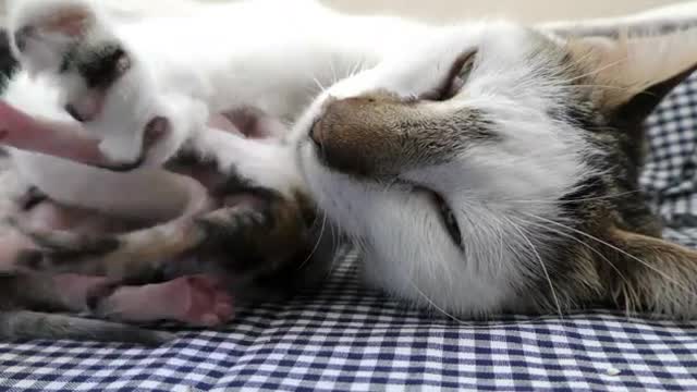 Mom Cat and Sweet Baby Kitties - hd video on rumble