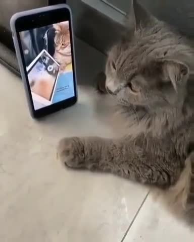 The secret password of the cats