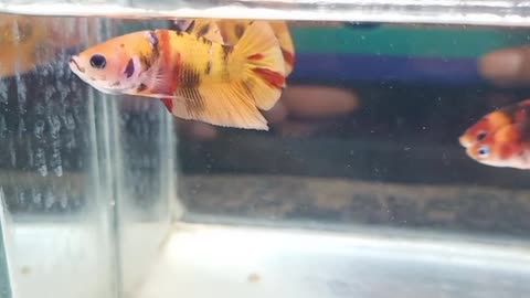 Beautiful colors betta fish