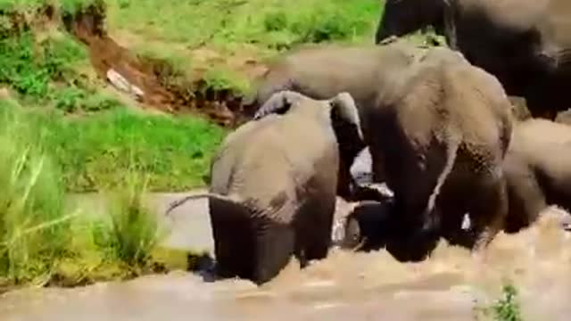 Mom Elephant struggling to save baby from flood