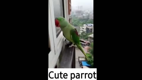 Funny talking parrot