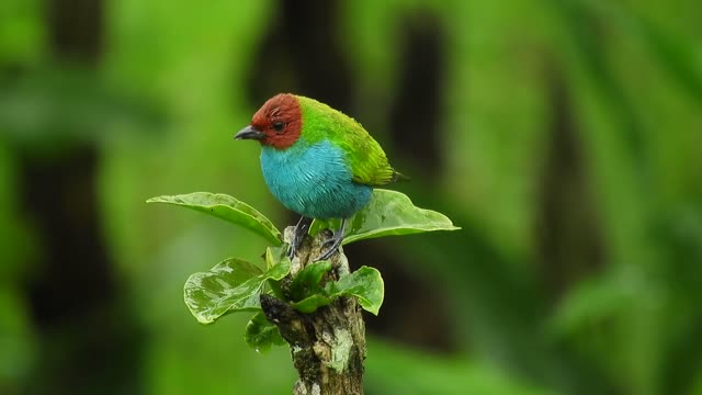 Birds of Many Colours : Video for People and Cats to Watch