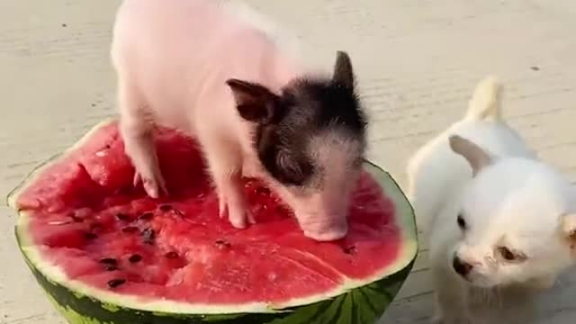 pig dog and watermelonSugar